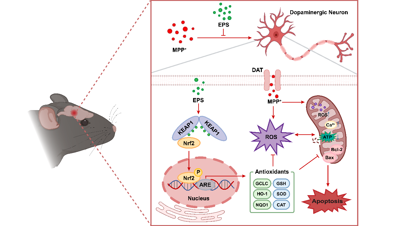 图示AI 生成的内容可能不正确。